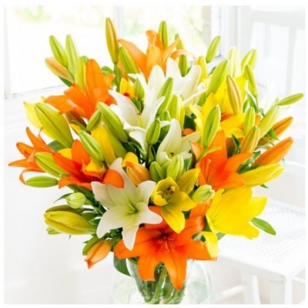 15 Lily Blooms